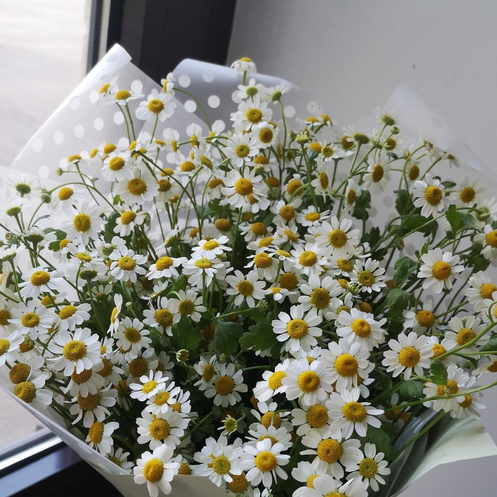 Запах полей, ромашка