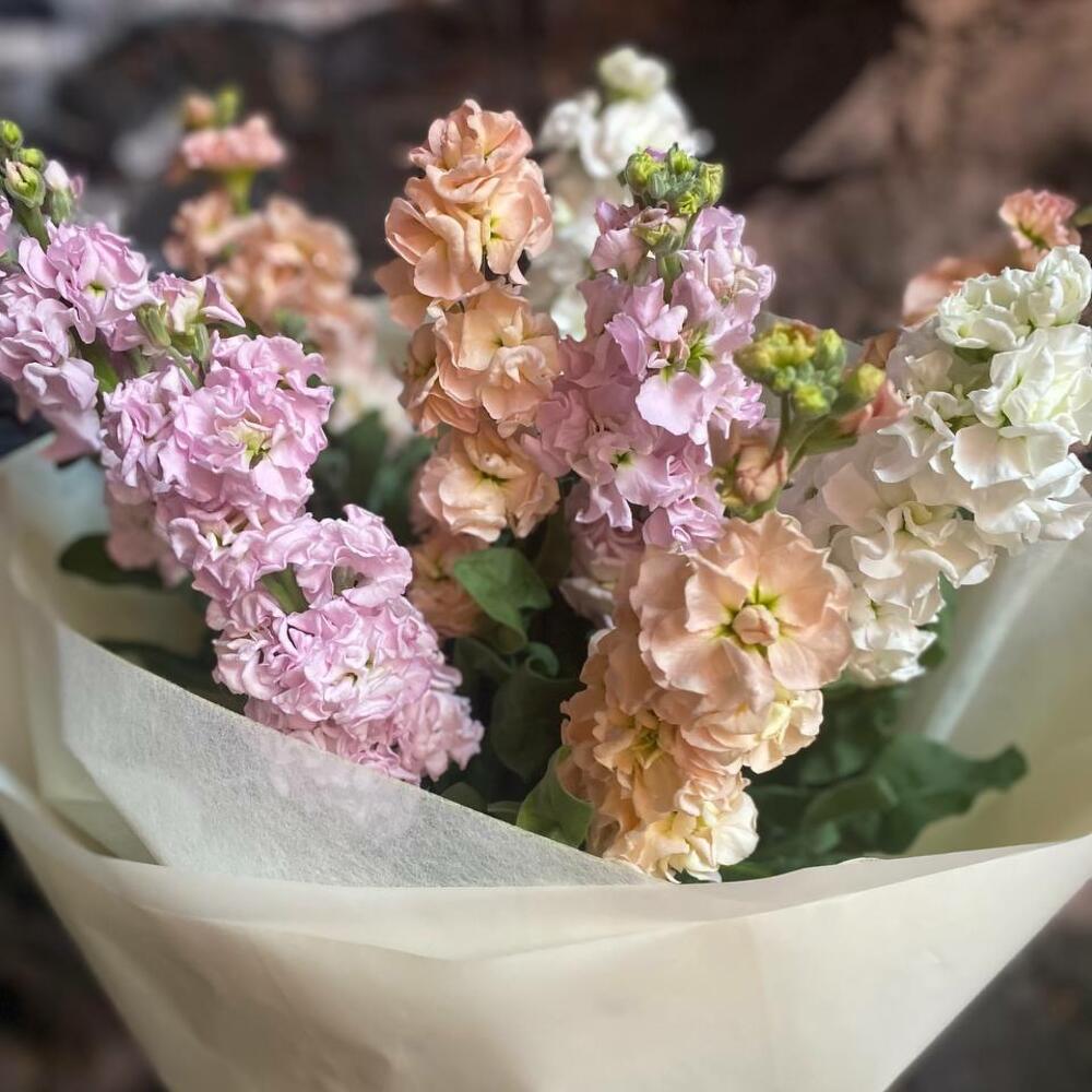 Букет из 9 разноцветных маттиол в стильной упаковке 