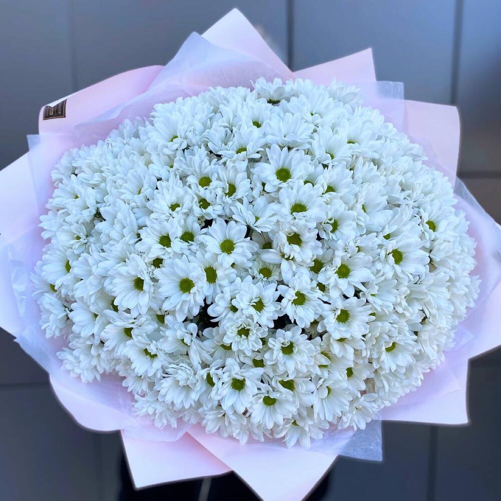 ≈251ромашка - 25 веток белой ромашковой хризантемы